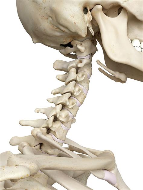 Human Cervical Spine Anatomy