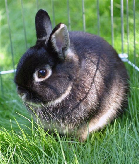 Netherland Dwarf Rabbit As Pets Venera Iadanza
