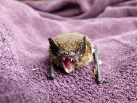 This Guy Looks Like Desmodus Rotundusaka The Vampire Bat Cute Bat