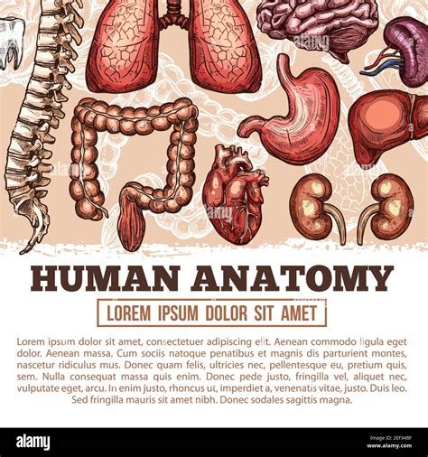 Human Anatomy Medical Poster Of Sketch Body Organs And Joint Bones