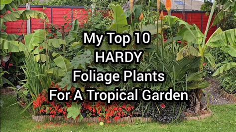 My Top 10 Hardy Foliage Plants For A Tropical Garden Ten Jungle Like