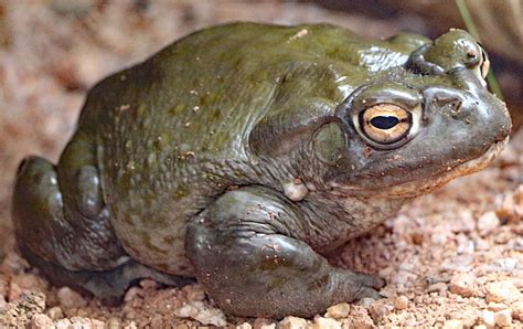 Park Service Please Dont Lick The Hallucinogenic Toads Los Angeles Times