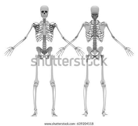 Humans Male Skeleton Front Back View Stock Illustration 639204118