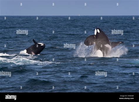Transient Killer Whalesorcas Orcinus Orca Male And Female