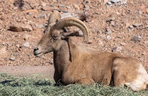 Portrait Of The Desert Bighorn Sheep With Large Curved Horns Antelope