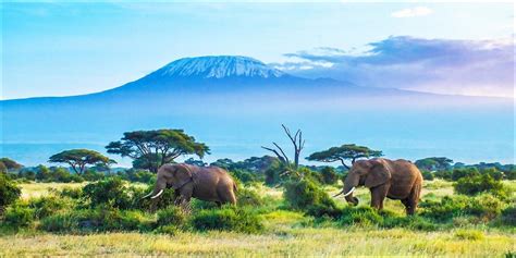 Tanzania Safari Travel Guide