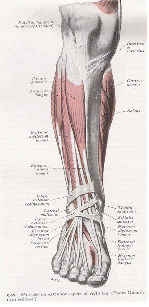 Leg Anatomy Muscles Ligaments And Tendons Posterior View Of Female