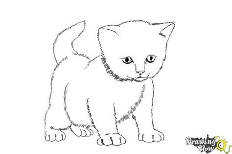 How To Draw A Kitten Step By Step Drawingnow