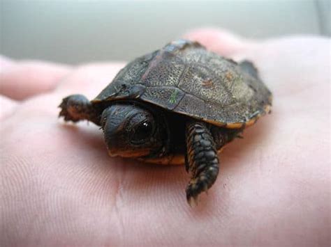 Seven Cute And Small Pet Turtles That Stay Small Always