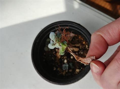 How To Propagate Succulents Step By Step The Practical Planter