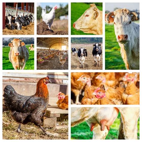 Collage Representing Several Farm Animals And Farmland Stock Photo By