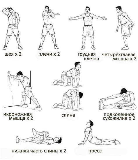 Динамическая растяжка комплекс упражнений на все группы мышц