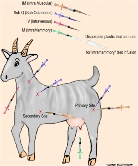 Goat Injection Sites Goat Health Boer Goats Pygmy Goat