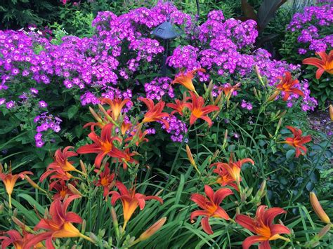 Volcano Phlox Purple Contrasts Nicely With These Dark Orange