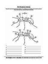 Worksheet Anatomy Parts Scorpion Ants Ant Body Plant Coloring Pages sketch template