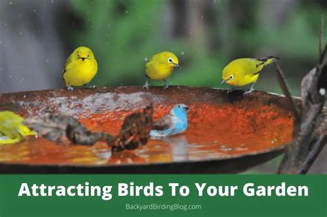 Attracting Birds To Your Yard Advice Tips And Techniques