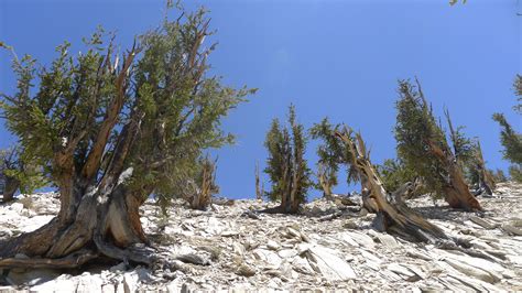Ancient Bristlecone Pine Forest Bishop Ca Address Phone Number