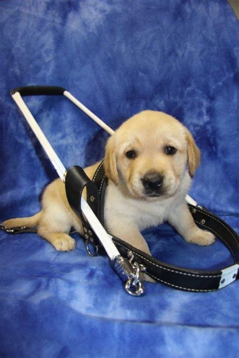 21 Best Super Cute Guide Dogs Images On Pinterest Service Dogs