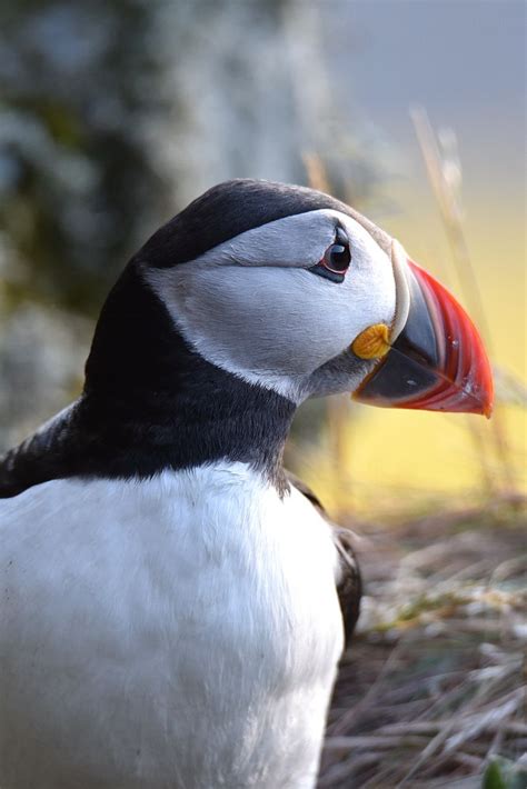 Close Up Puffin Love These Birds By 🇸🇪 Lars Flodmark On Youpic