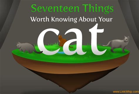 17 Things You Didnt Know About Your Cat Cats Cat Comics Cat Memes