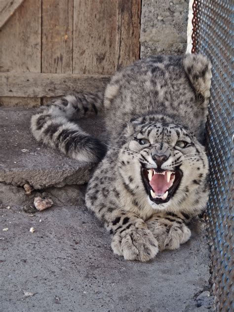 House Cat That Looks Like A Snow Leopard Snorkelling Vlog Fonction