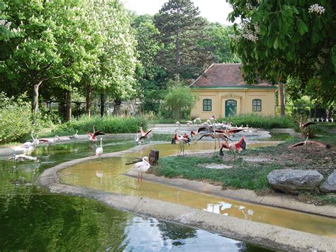 Vienna Schonbrunn Zoo Austria Flamingos Playing 391 World All Details