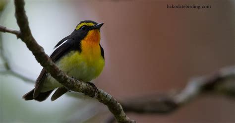 Hakodate Birding Narcissus In The Mist