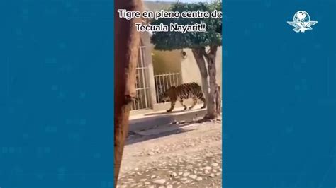 Watch Bengal Tiger Wanders Loose On Sidewalk In Mexican City