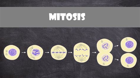 Mitosis Animal Cells Cell Biology Youtube