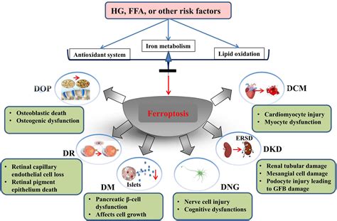 Frontiers Ferroptosis As A Novel Therapeutic Target For Diabetes And