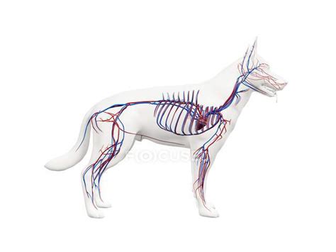 Structure Of Dog Vascular System With Colorful Blood Vessels In