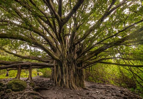 3400 Banyan Tree Panorama Stock Photos Pictures And Royalty Free