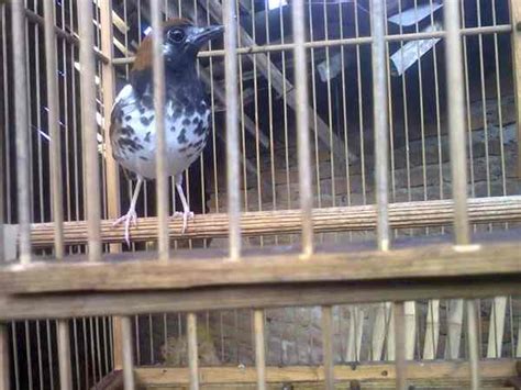Suara decu kembang jenis burung yang sulit di dengar suaranya ♬ jon pangestu download mp3. Decu Kembang Trotol Jantan Dan Betina - Anis Kembang ...