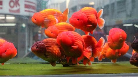 Beautiful Goldfish Top Quality Goldfish In Moment Youtube