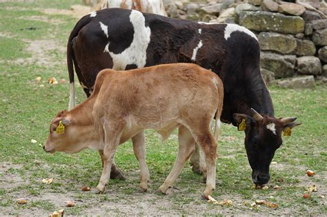 Vacas Ganado Animales De Granja Foto Gratis En Pixabay Pixabay