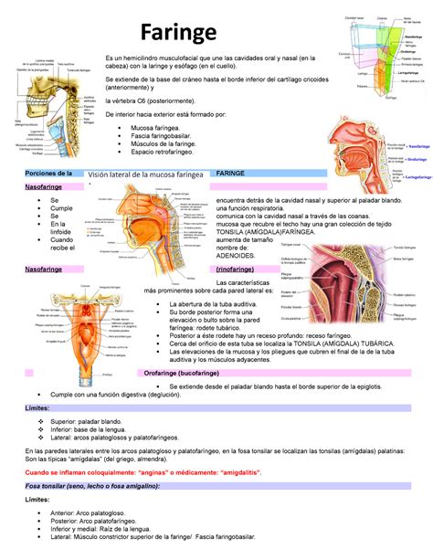 Faringe Apunte De Moore Faringe Es Un Hemicilindro Musculofacial