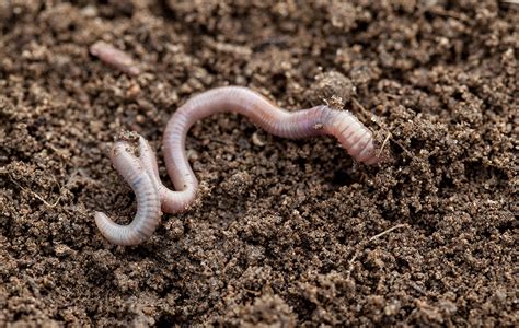Earthworm The Canadian Encyclopedia