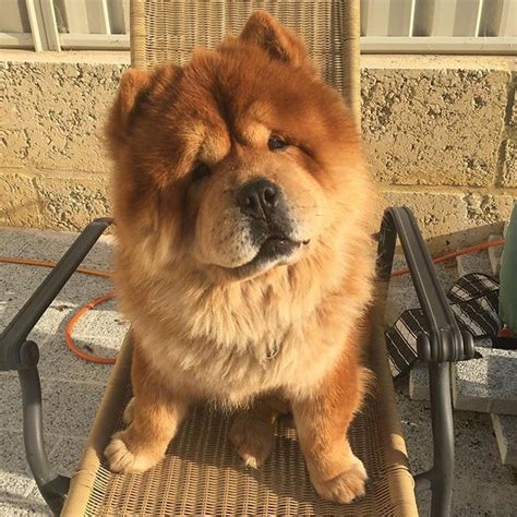 Meet The Pups Whove Mastered The Head Tilt Chow Chow Dogs Pup Feline