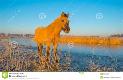 Horse Along The Shore Of A Frozen Lake At Sunrise Stock
