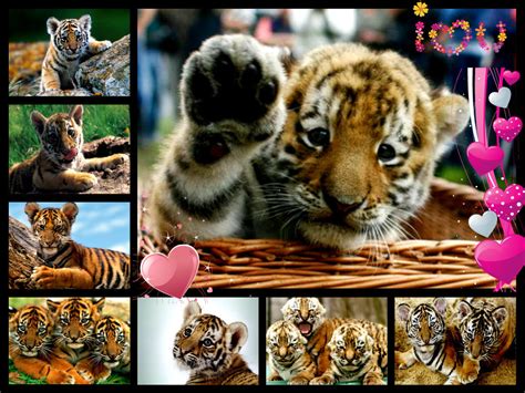 Tiger Cubs So Cute Collage Tigerclan Fan Art 34588627 Fanpop