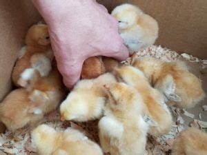 At night my backyard looks like a scene from avatar. How To Raise Chicks Without Electricity | Baby chicks ...