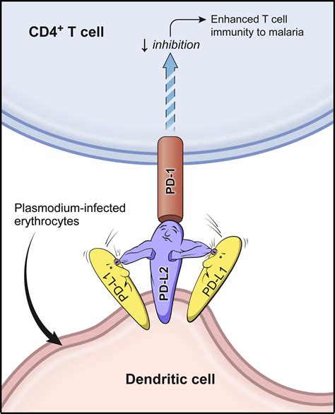 PD L2 Elbows Out PD L1 To Rescue T Cell Immunity To Malaria Immunity