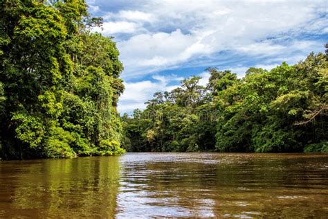 Jungle Scenery In Tortuguero National Park In Costa Rica Stock Image