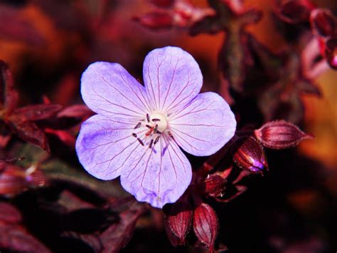 Meadow Cranesbill Geranium Pratense Dark Reiter Stock Image Image