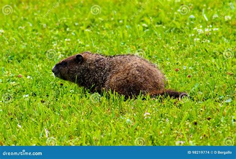 Cute Groundhog In My Backyard Stock Photo Image Of Peanut Wildlife