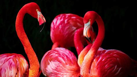 Hd Wallpaper Bird 4k Flamingo Ocean Beach Wallpaper Flare