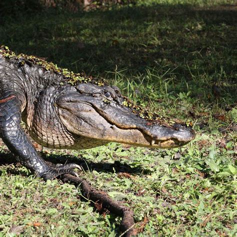 Die 3 Unterschiede zwischen Alligator und Krokodil - ScioDoo