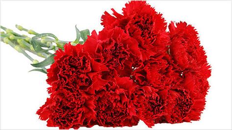 Know About The Carnations Meaning According To Their Color