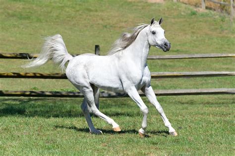 White Arabian Stallion With Flagging Tail 14646 Dierks Photo Altoona
