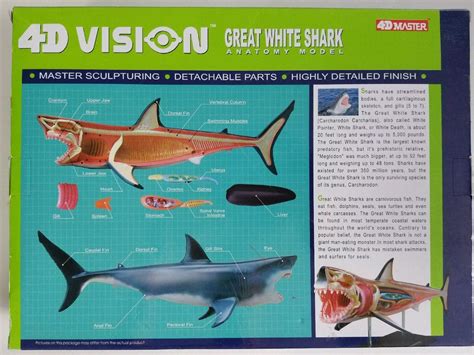 4d Vision Great White Shark Anatomy Model 4d Master 1871875037